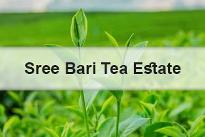 Sree Bari Tea Estate